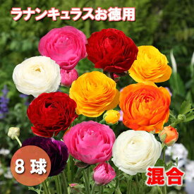 ラナンキュラス 球根 【 混合 お徳用 】8球 秋植え ミックスカラー 寄せ植え ガーデニング 園芸 鉢植え 花の大和