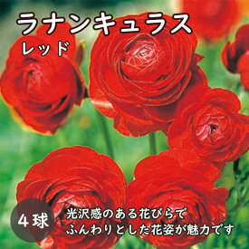 ラナンキュラス 球根 【 レッド 】4球 秋植え 寄せ植え ガーデニング 園芸 鉢植え 花の大和