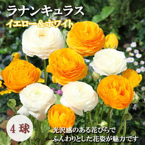 iLX  y CG[zCg z4 HA 2F 񂹐A K[fjO | A Ԃ̑a