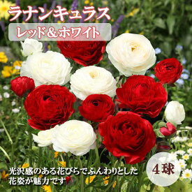 ラナンキュラス 球根 【 レッド＆ホワイト 】4球 秋植え 2色 寄せ植え ガーデニング 園芸 鉢植え 花の大和