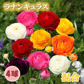 ラナンキュラス 球根 【 混合 】4球 秋植え ミックスカラー 寄せ植え ガーデニング 園芸 鉢植え 花の大和
