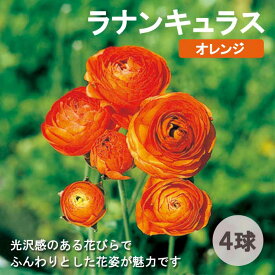 ラナンキュラス 球根 【 オレンジ 】4球 秋植え 寄せ植え ガーデニング 園芸 鉢植え 花の大和