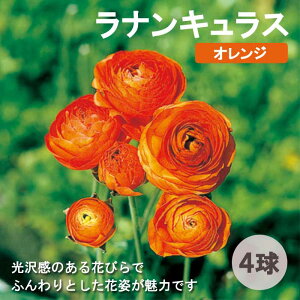 iLX  y IW z4 HA 񂹐A K[fjO | A Ԃ̑a