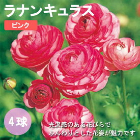 ラナンキュラス 球根 【 ピンク 】4球 秋植え 寄せ植え ガーデニング 園芸 鉢植え 花の大和