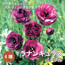 ラナンキュラス 球根 【 パープル 】4球 秋植え 寄せ植え ガーデニング 園芸 鉢植え 花の大和