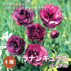 iLX  y p[v z4 HA 񂹐A K[fjO | A Ԃ̑a