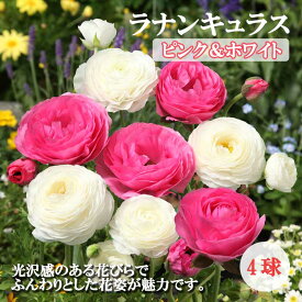 ラナンキュラス 球根 【 ピンク＆ホワイト 】4球 秋植え 2色 寄せ植え ガーデニング 園芸 鉢植え 花の大和