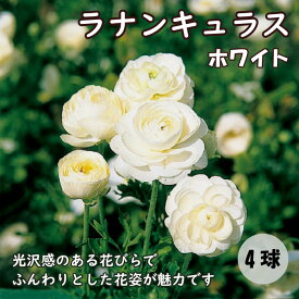 ラナンキュラス 球根 【 ホワイト 】4球 秋植え 寄せ植え ガーデニング 園芸 鉢植え 花の大和