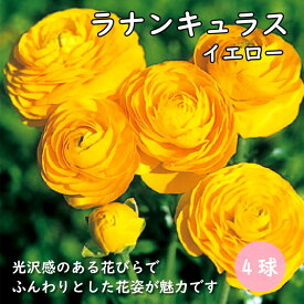 ラナンキュラス 球根 【 イエロー 】4球 秋植え 寄せ植え ガーデニング 園芸 鉢植え 花の大和