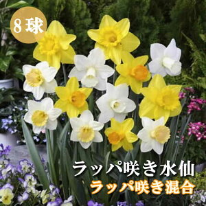 y\Ez   p bp炫  8 XCZ HA Ԃ̑a y10㒆{菇z