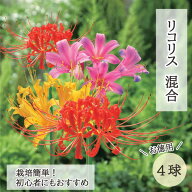 リコリス 球根 混合 4球 【 お徳用 】 ヒガンバナ 彼岸花 曼珠沙華 まんじゅしゃげ 夏植え 秋咲き 花の大和