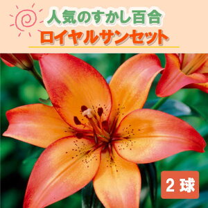 y\Ez S y CTZbg z  2 HA ~A S A Ԓd  Lily Ԃ̑a y10㒆{菇z
