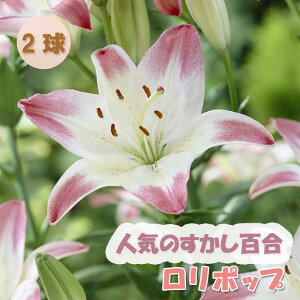y\Ez S y |bv z  2 HA ~A S A Ԓd  Lily Ԃ̑a y10㒆{菇z