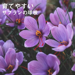 Tt  5 Ȃ yȂ łJ ȒP SҌ Ă₷ ĐA H炫 saffron Ԃ̑a