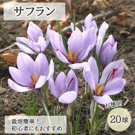 サフラン 球根 20球 お徳用 水なし 土なし でも開花 簡単 初心者向け 育てやすい 夏植え 秋咲き saffron …