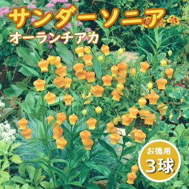 【予約・早割】 サンダーソニア オーランチアカ 球根 【 お徳用 】3球 春植え sandersonia aurantiaca 花の大和 【4月上旬より順次発送】