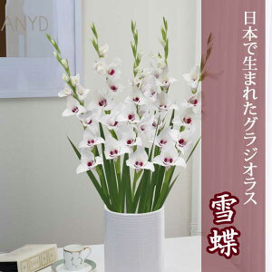 �O���W�I���X ���� �t�A�� �y���{�Ő��܂ꂽ�O���W�I���X�z �ᒱ 5�� gladiolus �Ԃ̑�a