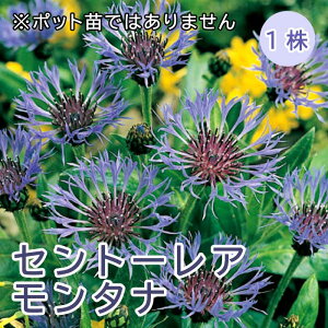 Zg[A ^i  1 oɍ h ~A NԂ炭h Ԃ̑a