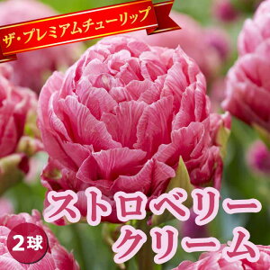 y\Ez `[bv  Xgx[N[ 2 d炫 v~A `[bv HA Ԃ̑a y10㒆{菇z