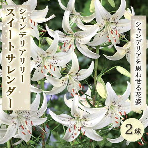 VfA [ y XC[gT_[ z  2  ؂₩ zCg   lily S Ԃ̑a