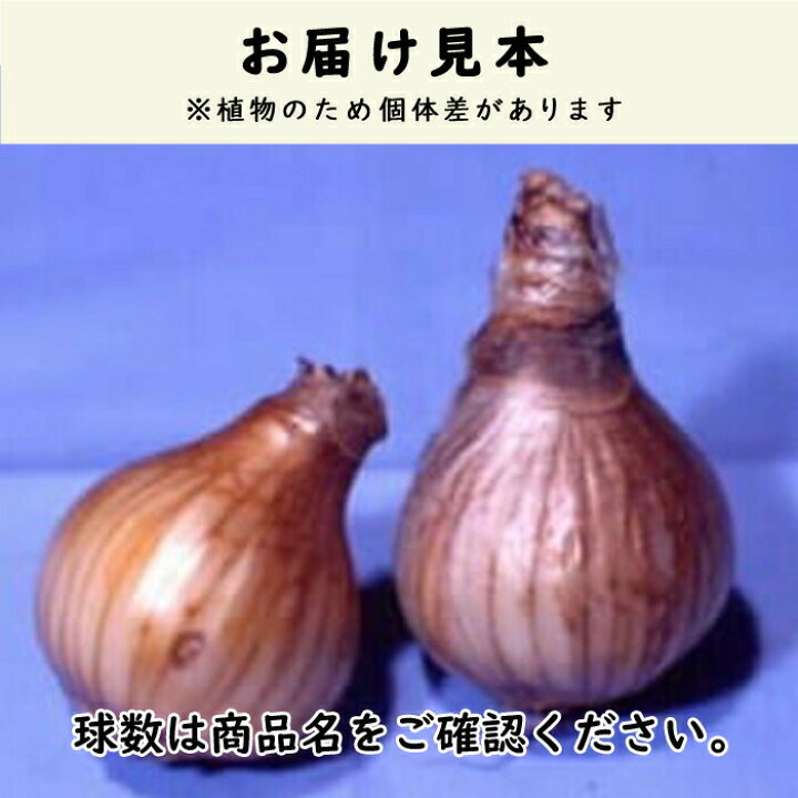 楽天市場 球根 秋植え 花香る水仙 日本寒咲き水仙 2球 スイセン 芳香性 予約商品 早割価格 10月後半より順次発送 花の大和 楽天市場店 楽天市場 球根 秋植え 花香る水仙 日本寒咲き水仙 2球 スイセン 芳香性 予約商品 早割価格 10月後半より順次発送 花の大和 楽天市場店