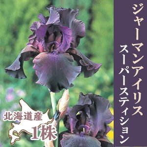 W[}ACX  y X[p[XeBV z1 kCY Ă₷ 劔 HA ~A Ԃ̑a