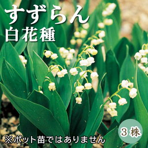  XY 闖 Ԏ  3   h ~A NԂ炭h Ԃ̑a