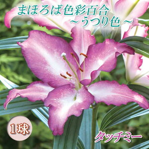 ԐFς S y ^b`~[ z  1 ܂قΐFʕS F HA ~A  lily [ Ԃ̑a