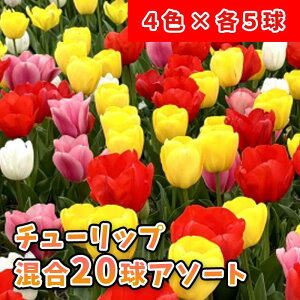 `[bv   20 y A\[gZbg z     4F × e5 lߍ킹 1000~|bL HA Ԃ̑a