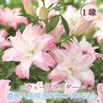 八重咲き ユリ 花・ガーデン・DIY の通販