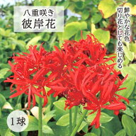 八重咲き ヒガンバナ 球根 1球 リコリス 彼岸花 曼珠沙華 まんじゅしゃげ 夏植え 秋咲き 花の大和
