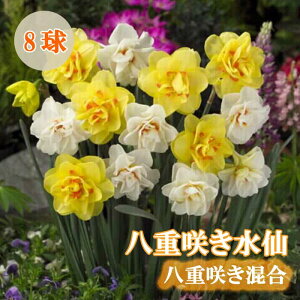 y\Ez   p d炫  8 XCZ HA Ԃ̑a y10㒆{菇z