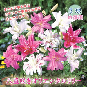 y\Ez d炫 IG^[   3 y p z HA ~A  lily [ S Ԃ̑a y10㒆{菇z