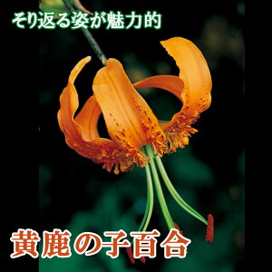 ̎qS  y  ̎q z1  JmR HA ~A S  lily [ Ԃ̑a