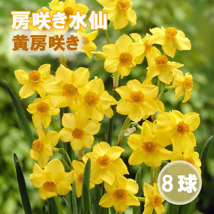 楽天市場】房咲き 水仙 球根 お徳用 黄房咲き水仙 球根 8球 スイセン 