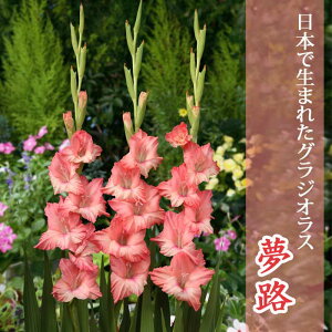 �O���W�I���X ���� �t�A�� �y���{�Ő��܂ꂽ�O���W�I���X�z ���H 5�� gladiolus �Ԃ̑�a