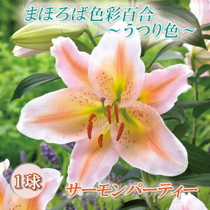 ԐFς S y T[p[eB[ z  1 ܂قΐFʕS F HA ~A  lily Ԃ̑a