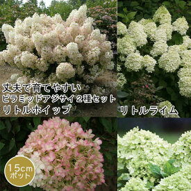 ピラミッド アジサイ 苗 2種 セット 【 ミニホイップ 1個+ グランデライムチーク 1個=合計2個】 15cmポット大苗 （登録品種） 送料無料