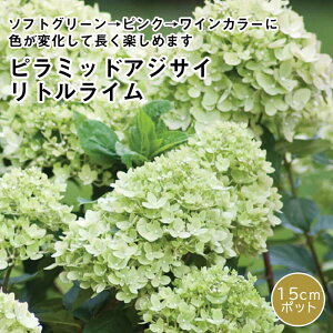 s~bh AWTC c OfC`[N ( gC ) 15cm|bgc io^ij mEcM  z c t Ϗ 킢
