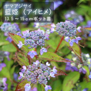 y\z}AWTC P ( Ђ ) c RAWTC 13.5cm`15cm|bg c z AWTC Ԗ؁y11{菇z