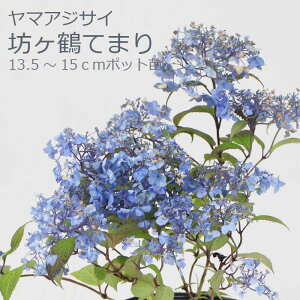 y\z}AWTC V߂Ă܂ ( ڂĂ܂ ) c RAWTC 13.5cm`15cm|bg c z AWTC Ԗ؁y11{菇z