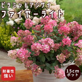 ピラミッド アジサイ 苗 マキシファイヤーライト 15cmポット大苗 （登録品種） 紫陽花 あじさい 低木 苗木 庭木 花木 耐暑性 わい性 矮性 寄せ植え