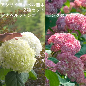 アナベル ピンク アジサイ 苗の人気商品 通販 価格比較 価格 Com