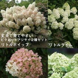 楽天市場 アジサイ 苗の通販