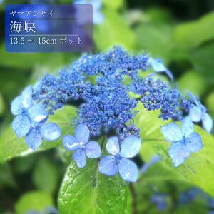 y\z}AWTC C ( 傤 ) c RAWTC 13.5cm`15cm|bg c z  Ԗ؁y11{菇z