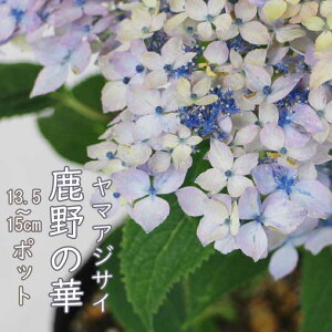 y\z}AWTC ̉ ( ̂̂͂ ) c RAWTC 13.5cm`15cm|bg c z AWTC Ԗ؁y11{菇z