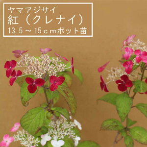 y\z}AWTC g ( Ȃ ) c RAWTC 13.5cm`15cm|bg c z AWTC Ԗ؁y11{菇z