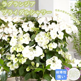 アジサイ 苗 ラグランジア ブライダルシャワー 10.5cmポット 紫陽花 ハイドランジア 耐寒性 苗木 庭木 花木 花色変化 ローメンテナンス 豪華 ハンギング ハクサン PW