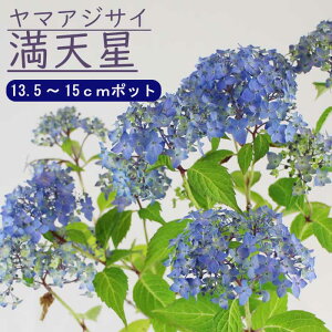 y\z}AWTC V ( ܂Ăڂ ) c RAWTC 13.5cm`15cm|bg c z AWTC Ԗ؁y11{菇z