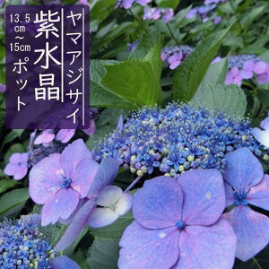 y\z}AWTC  ( ނ炳傤 ) c RAWTC 13.5cm`15cm|bgc z AWTC Ԗ؁y11{菇z